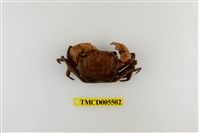 藏品(奧氏後相手蟹)的圖片